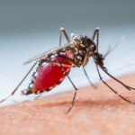 Malaria Treatment Home Remedies That Work Fast