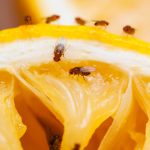 How to Get Rid of Fruit flies
