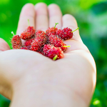 Mulberries - Great Benefits