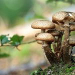 Health Benefits of mushrooms, wild mushrooms, spore