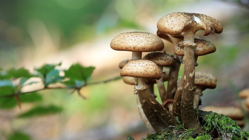Health Benefits of mushrooms, wild mushrooms, spore